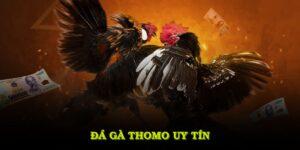 đá gà thomo